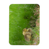 Canada Goose goslings Magneet (Verticaal)