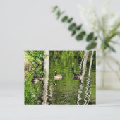 (Canada) Goose Green Briefkaart (Staand voorkant)