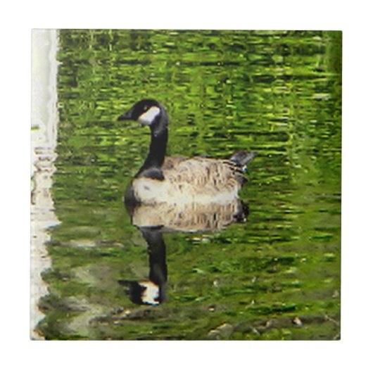 (Canada) Goose Green Tegeltje (Voorkant)