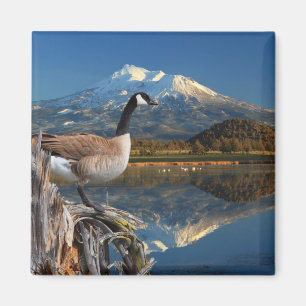 CANADA GOOSE IN DE HANDEL MAGNEET