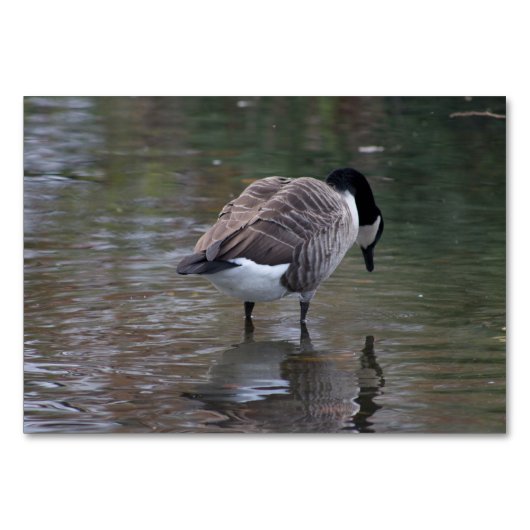 Canada Goose Kaart (Voorkant)