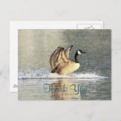 Canada Goose Landing Briefkaart (Voorkant / Achterkant)