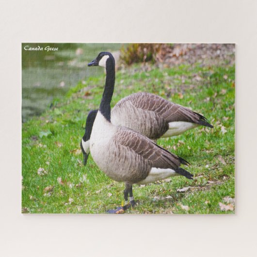 Canada Goose Legpuzzel (Horizontaal)