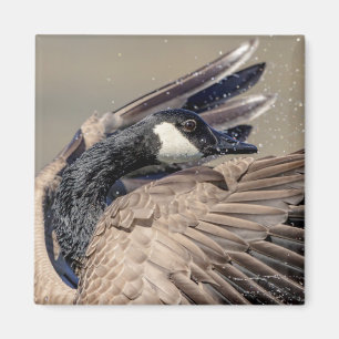 Canada Goose Magneet