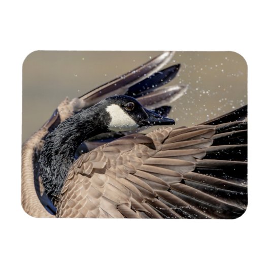 Canada Goose Magneet (Horizontaal)