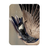 Canada Goose Magneet (Verticaal)