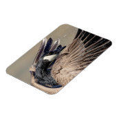 Canada Goose Magneet (Linkerzijde)