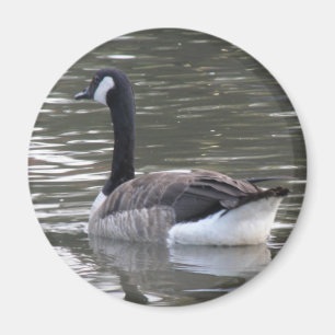 Canada Goose Magnet Magneet