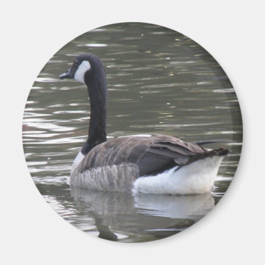 Canada Goose Magnet Magneet (Voorkant)