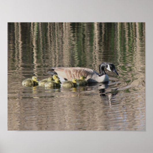 Canada Goose Mam Gosling Babies Wildlife Poster (Voorkant)