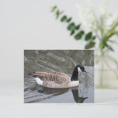 Canada Goose nager sur le canal Carte postale (Debout devant)