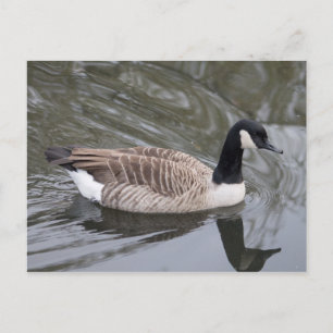 Canada Goose nager sur le canal Carte postale