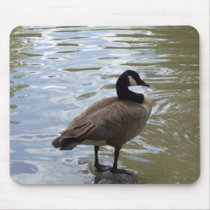 Canada Goose On Rock Muismat