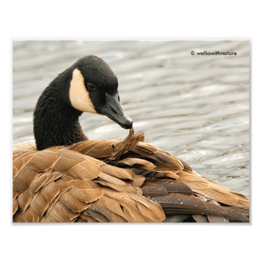 Canada Goose op het meer Foto Afdruk (Voorkant)