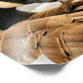 Canada Goose op het meer Foto Afdruk (Hoek)