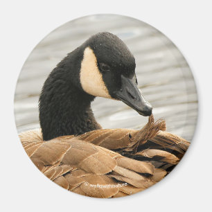 Canada Goose op het meer Magneet