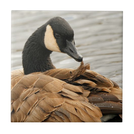 Canada Goose op het meer Tegeltje (Voorkant)