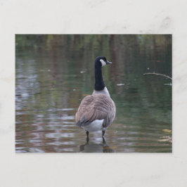 Canada Goose op ondiep water Briefkaart