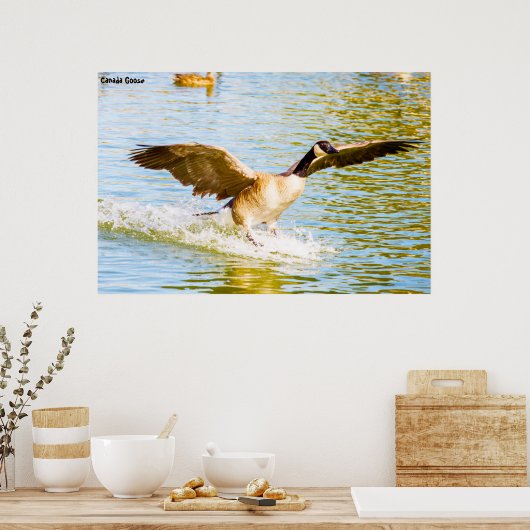 Canada Goose Poster (Keuken)
