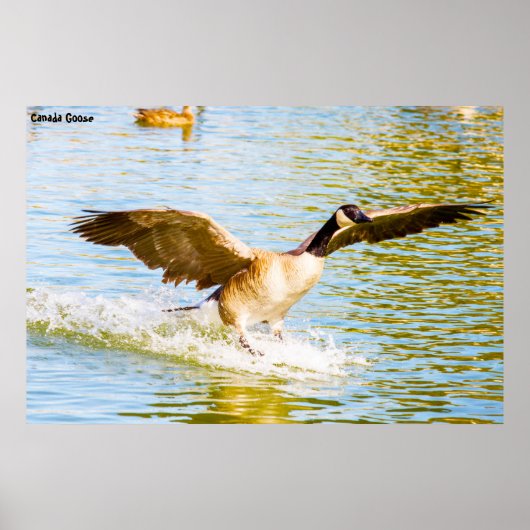 Canada Goose Poster (Voorkant)