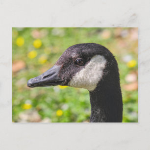 Canada Goose, Roath Park Lake, Cardiff, Wales. Briefkaart
