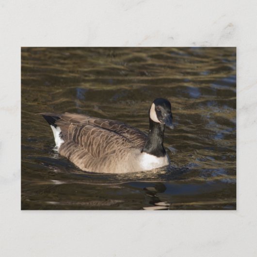 Canada Goose Swimming on Water Briefkaart (Voorkant)