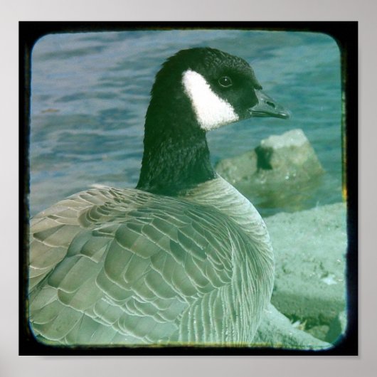 Canada Goose TTV Poster (Voorkant)
