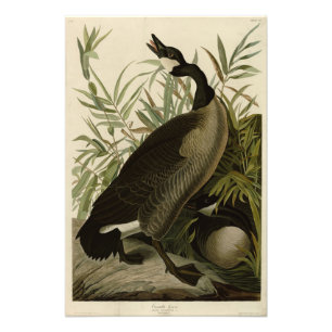 Canada Goose uit Audubon's Birds of America Foto Afdruk