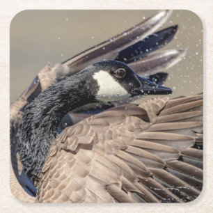 Canada Goose Vierkante Kartonnen Onderzetter