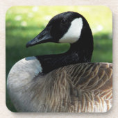 Canada Goose Wildlife Foto Bier Onderzetter (Voorkant)