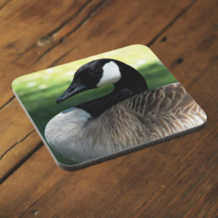 Canada Goose Wildlife Foto Bier Onderzetter