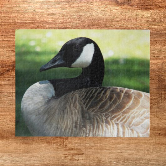 Canada Goose Wildlife Foto Legpuzzel