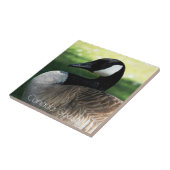 Canada Goose Wildlife Foto Tegeltje (Zijkant)
