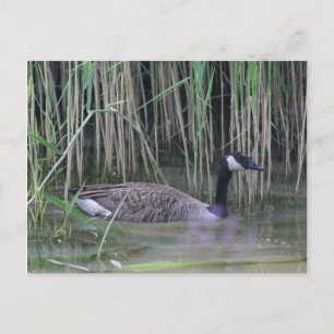 Canada Goose Wildlife Natuur Foto Briefkaart