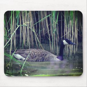 Canada Goose Wildlife Natuur Muismat