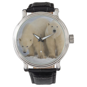 Canada, Hudsonbaai. IJsbeer-moeder met twee Horloge