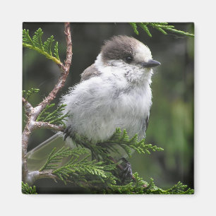 Canada Jay Magnet Magneet