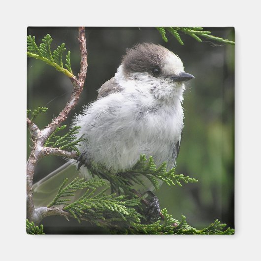 Canada Jay Magnet Magneet (Voorkant)