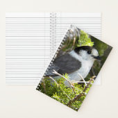 Canada Jay Natuur Foto Notitieboek (Binnen)