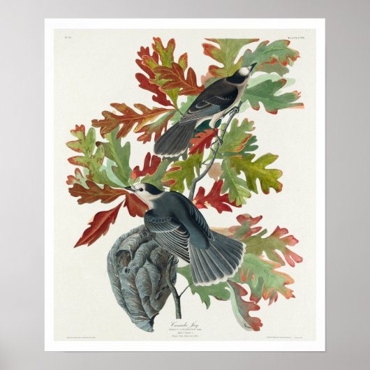 Canada Jay par Audubon Poster (Devant)