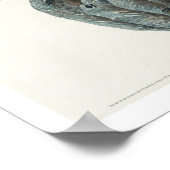 Canada Jay par Audubon Poster (Coin)