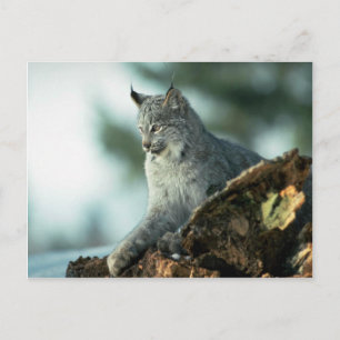 Canada lynx briefkaart