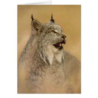 Canada Lynx (Lynx canadensis) - Wilde katten