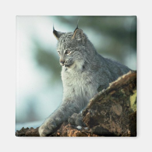 Canada lynx magneet (Voorkant)