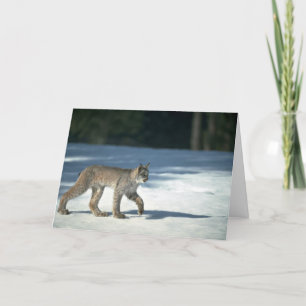 Canada lynx op sneeuw kaart