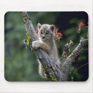 Canada Lynx-small kitten Muismat