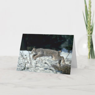 Canada lynx springen, bounding op sneeuw kaart