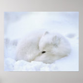 Canada, Manitoba, Churchill. Kunstvossen met Poster (Voorkant)