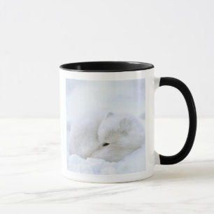 Canada, Manitoba, Churchill. Poolvos Mok