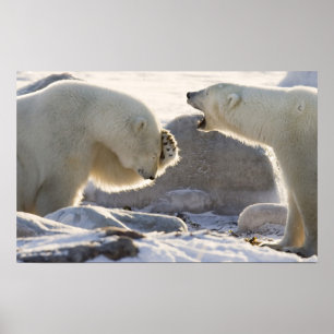 Canada, Manitoba, Hudson Bay, Churchill. Twee Poster